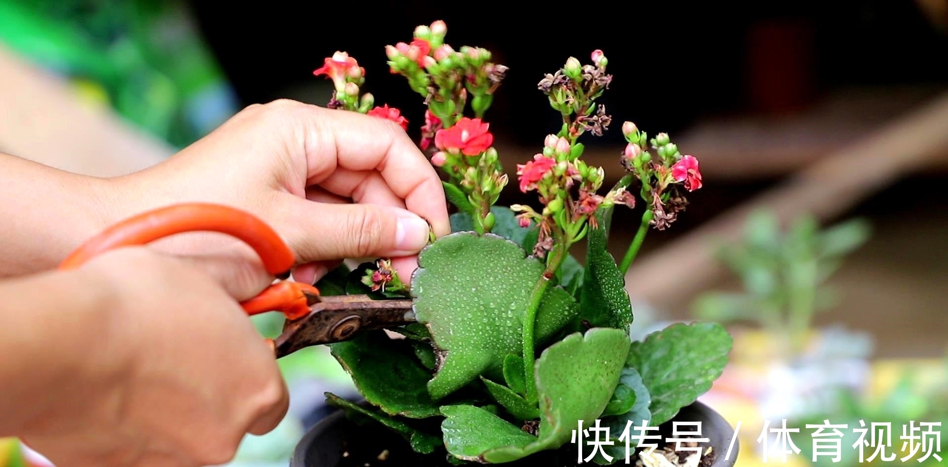 养长寿花不能“懒”,做好4要点,一茬接一茬开不停,尤其是第3点