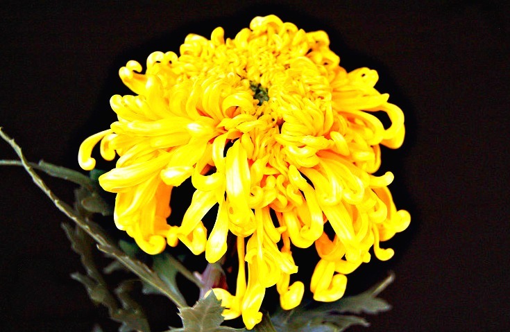 喜欢菊花,就养盆“菊中珍品”金龙腾云,似金蕊芬芳,金光四溢