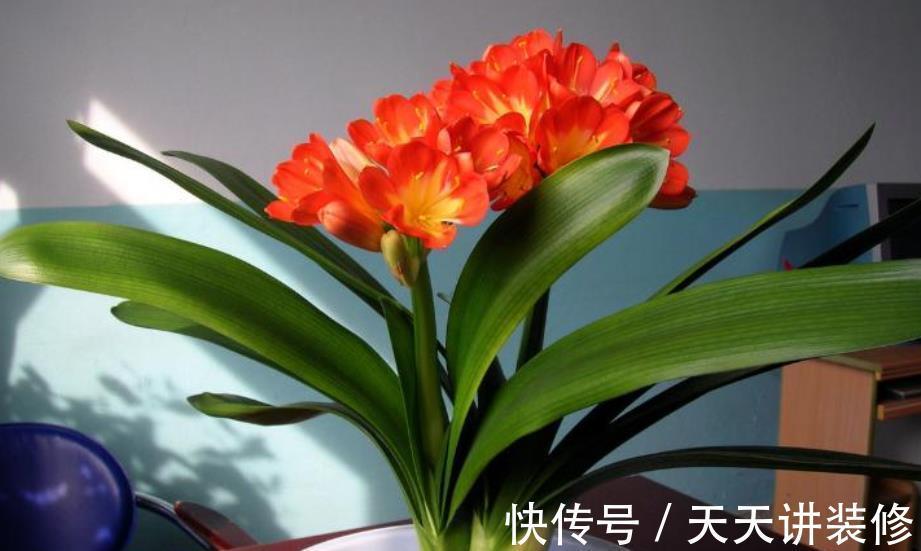 植株|秋天给君子兰，少做一件事，换盆白费力，做好了根系壮开花旺