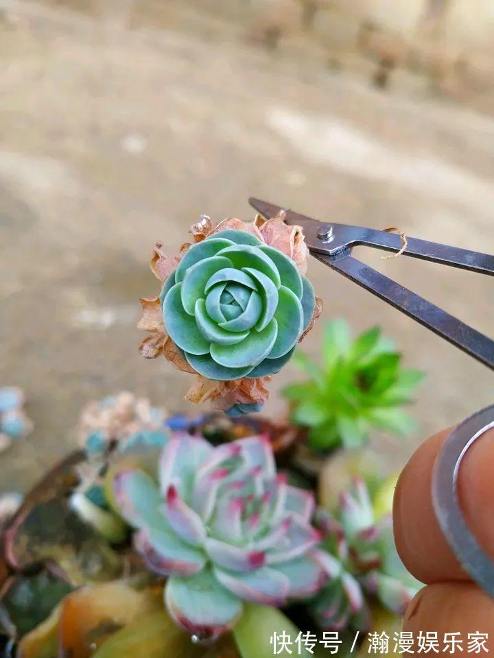 老少皆宜|农村爷爷养多肉,破缸、破鞋里都塞满,照样养的肥嘟嘟!