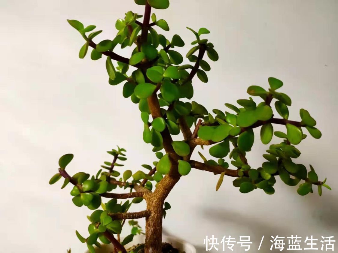 花盆|盆栽金枝玉叶，学会5个养护小技巧，枝叶茂盛，2年长成小“老桩”