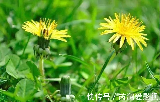 肝火旺|初秋上火,降火解毒,多吃三物,常饮三水,常按三处!