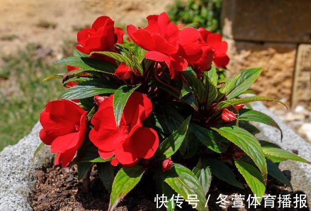 建议大家:逛花市碰到5种花,别犹豫,虽然便宜但巨好养