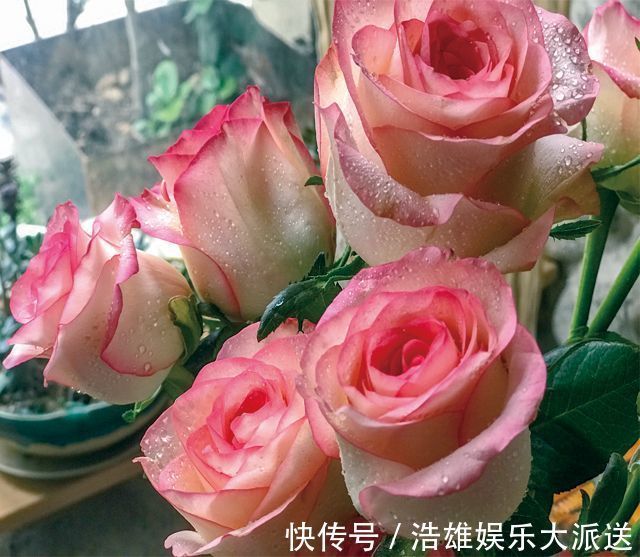 喜欢菊花,不如养盆优良玫瑰“红袖玫瑰” 似红颜知己,十分妩媚