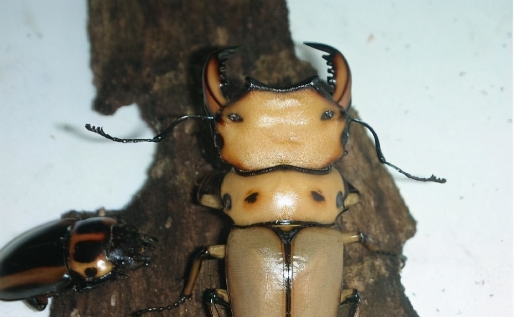 日本漫画|日本的可怕昆虫你见识过么？动漫创意来源！