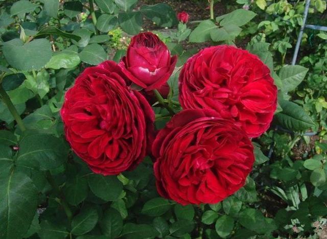 有3种香味的月季,北方也能露养,花色浓艳、神秘,四季花开不断