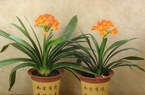 黄豆肥|什么花肥,黄豆肥,都比不上此肥料,营养多,啥花都越养越旺