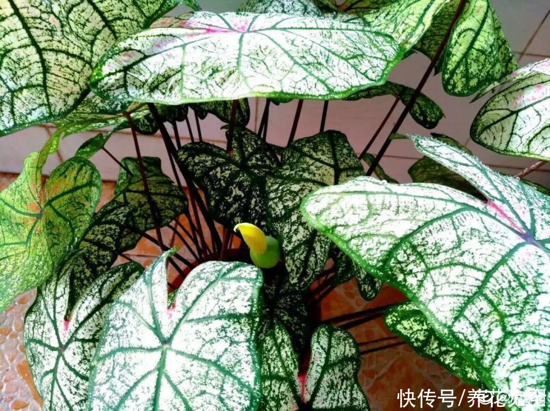 调色板|1种绿植特上档次,叶子五彩斑斓,像打翻了调色板