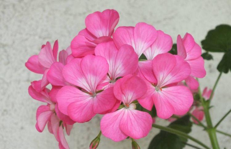 农历九月三十霜降后，养什么花？以下3种花，大吉大利吉祥喜庆