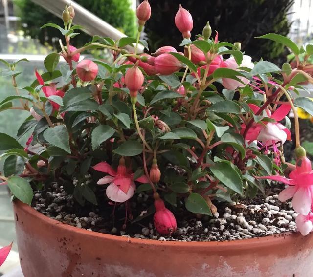 雨水|10种不能淋雨的花，淋完雨就死，盆栽养花注意事项