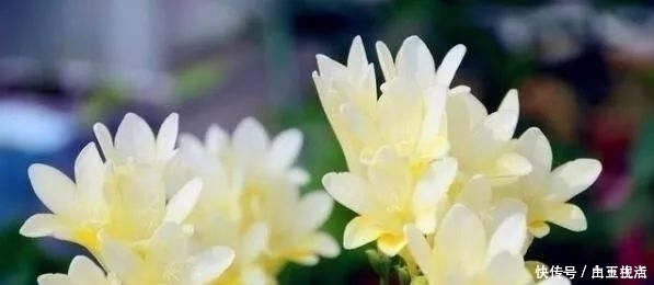 茶花|这3种花,比香水好闻,比桂花还香,家中放一盆,能薰一室香