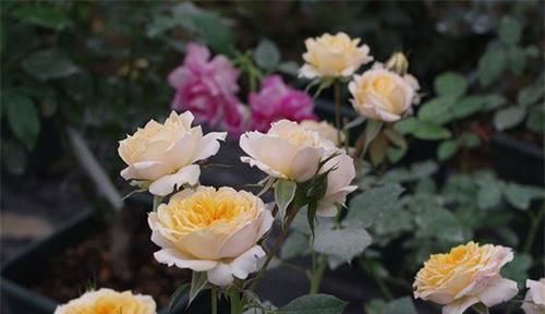 漂亮美艳的3种花，花开几个月，漂亮好养，可做年宵花，值得拥有