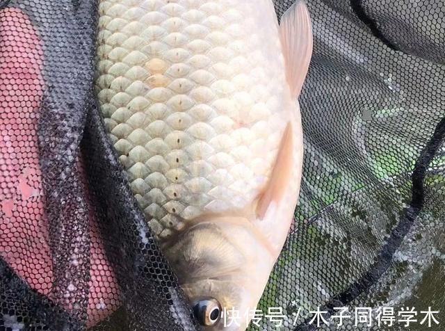 钓法|野钓走水老是“阴漂”怎么办?老钓友告诉你哪种的浮漂最好用