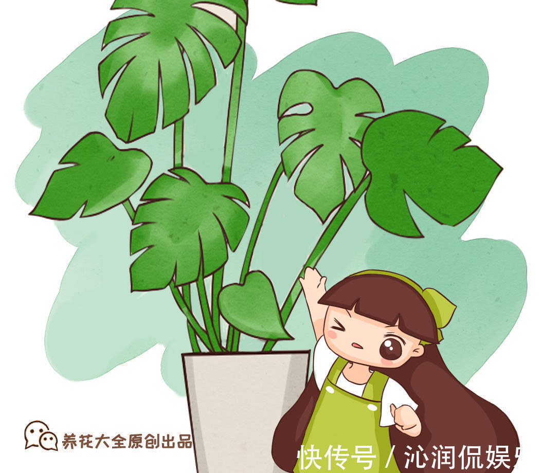 主干|不想让盆栽“蹿个”，掌握这个方法，避免长得“顶天立地”