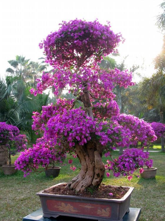 三角梅养成盆景更“别致”，学会修剪，造型更喜人！