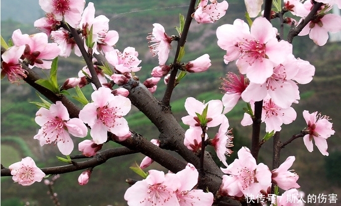 此花自古以来就是代表了好运的花，粉红色的花朵，也是爱情的到来