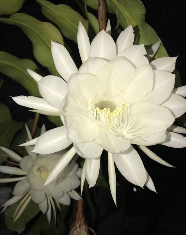 喜欢在室外养昙花注意不好这几点,烂根是常态