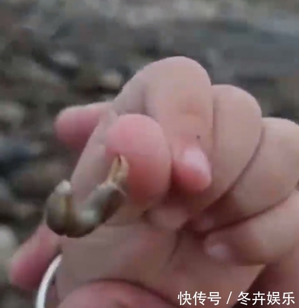 福建|福建一爸爸怂恿萌娃抓螃蟹,下一幕笑翻网友:父爱如山体滑坡