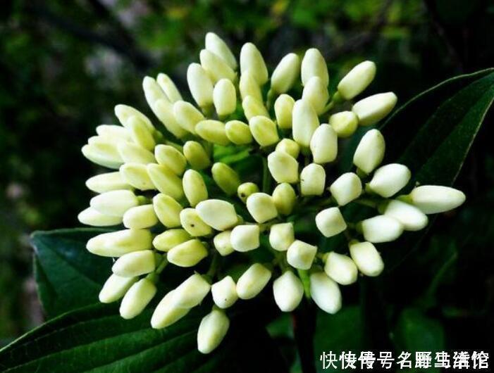 花卉|茉莉花扔了吧此花一年开180天，四季飘香，说啥都要养一盆