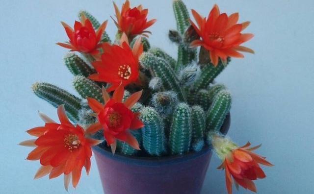 仙人掌|阳台养一盆此植物,不怕晒不怕旱,比仙人掌美,开出朵朵红花