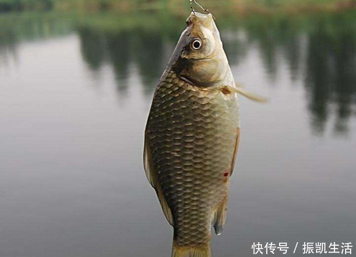 主线|适合一年四季钓鲫鱼的实用小技巧,一般人不告诉他