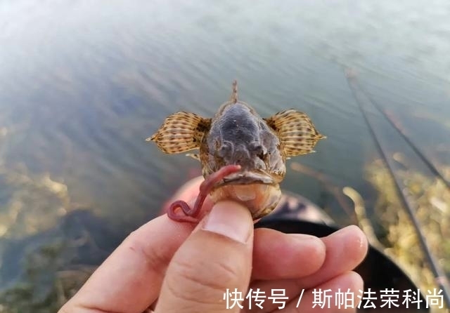 钓鱼|被电过的地方还能钓鱼吗?短时间作钓,只有2种对策方可一试