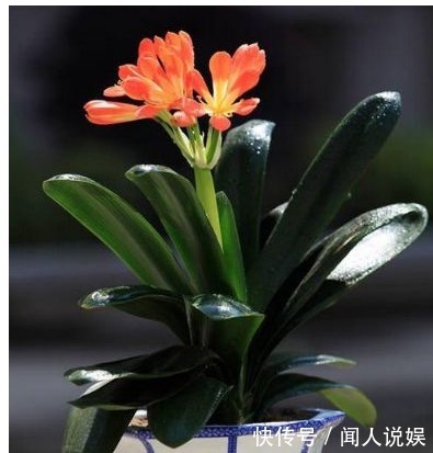 什么淘米水、啤酒水都不如“它”，君子兰蹭蹭长，花友赚大发了