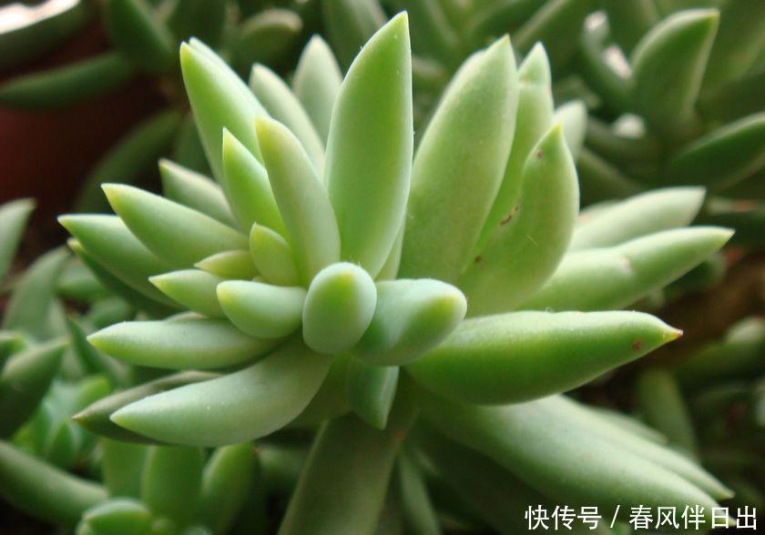 养这3种多肉赚大了,它们最喜欢爆盆,挂着养更是成串生长