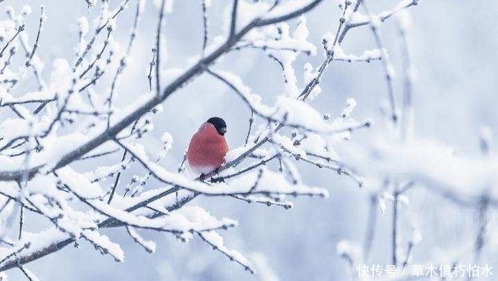  临近|临近冬至，家家户户都吃的这种节日餐原来还有养生功效？