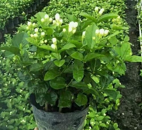 最厉害的养花营养液：给花喝一勺，开花数量翻一番