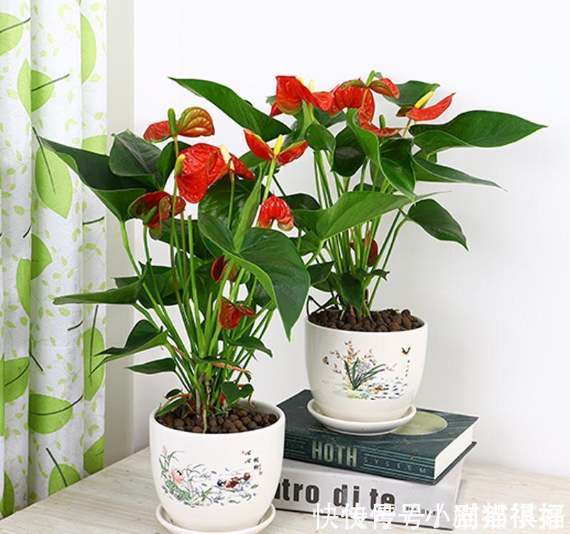 寓意|五种“吉祥花”,建议养一盆,不仅寓意好,还利于健康