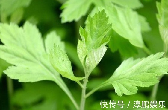 身体|她天天吃幼嫩艾草叶,半个月后身体发生神奇变化,值得所有人借鉴