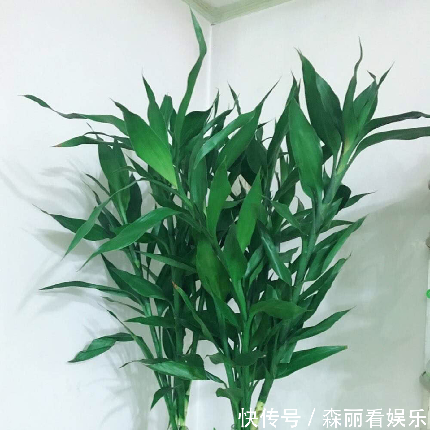 富贵竹要怎么养能晒太阳吗掌握方法,将富贵竹养得根壮叶绿