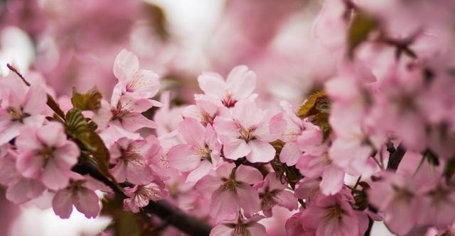 晚唐诗人很悲凉的一首诗,乱世地主无法无天,8句话写尽平民心酸