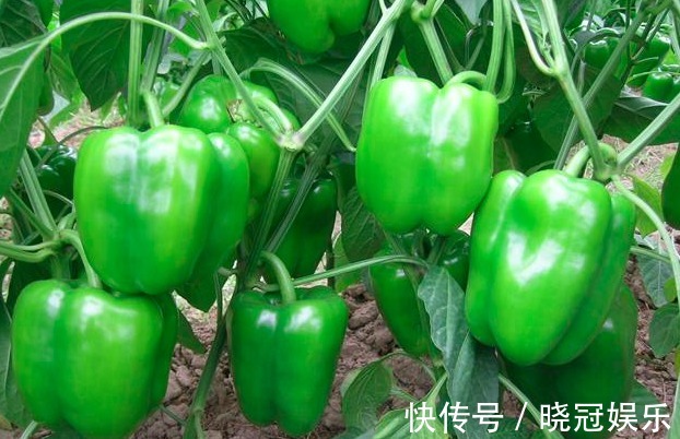 叶绿素|让人倒下的不是病，而是无知！吃青椒的一大禁忌，大家来了解下