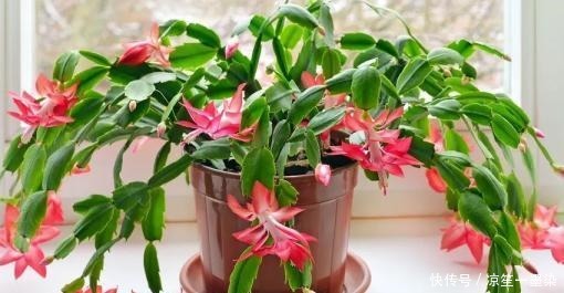 巧用磷酸二氢钾，花开不断，个子还大！