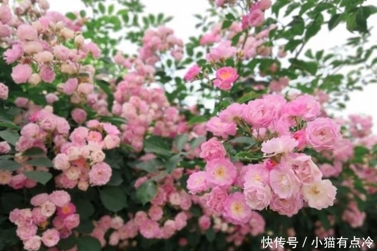 4种花美的出奇，不仅花好看，开花喜庆又好养，满屋飘香！