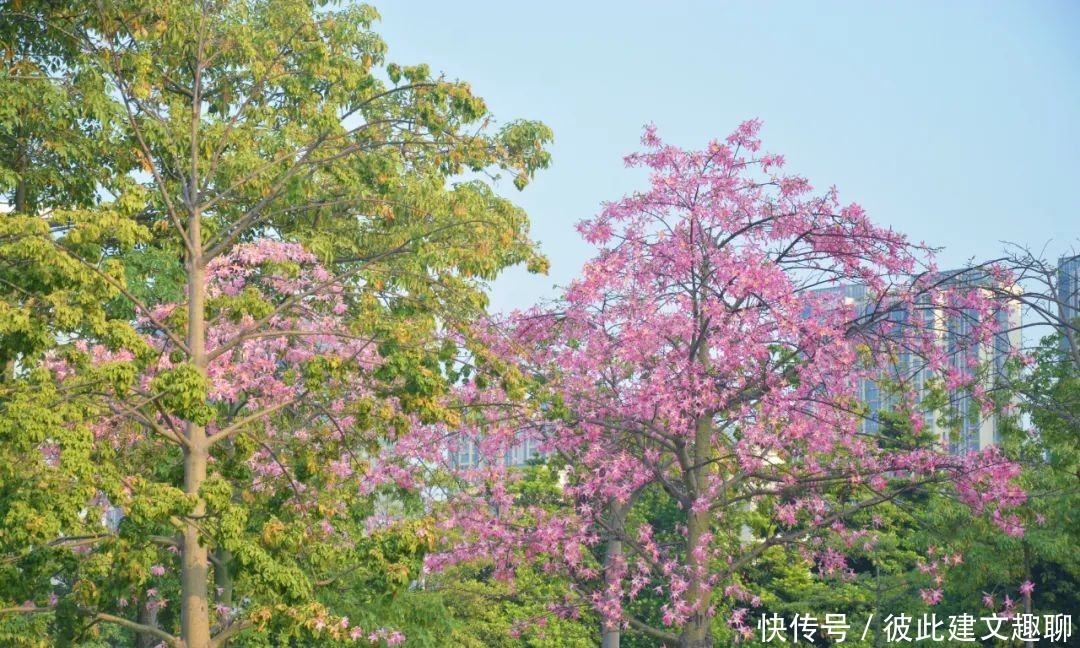 佛山|浪漫满佛山！异木棉怒放，约上TA一起看