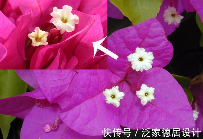 植物|此种植物是出了名的晒不死，夏天热浪对它们来说无非是挠痒痒