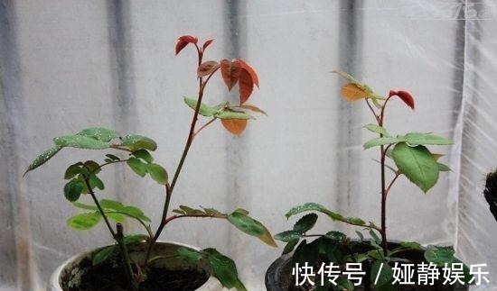 生根|月季花“扦插后”慎浇水,成活率高10倍,10天长白根,一棵变20棵