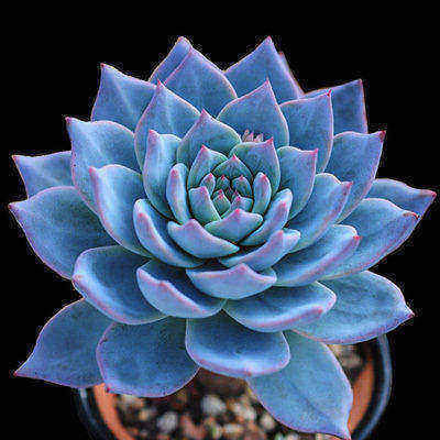 花市遇到3种花,掉头就走不要买,买回家养不活