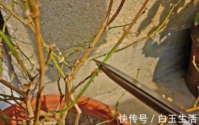 茉莉花这样养,新枝多花蕾多香味浓,自夏至秋开花不断