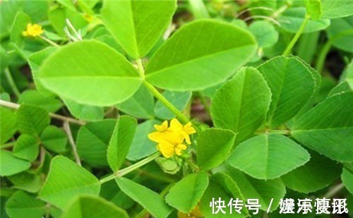 子宫早衰|女性不愿长满皱纹，冬天常吃4种食物，美容养颜，预防子宫早衰