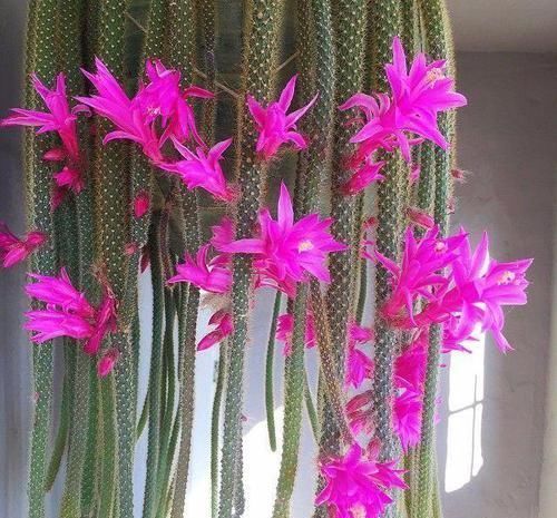 仙人掌|优雅美观的鼠尾仙人掌,你会喜欢这种长满绒毛的垂盆多肉吗