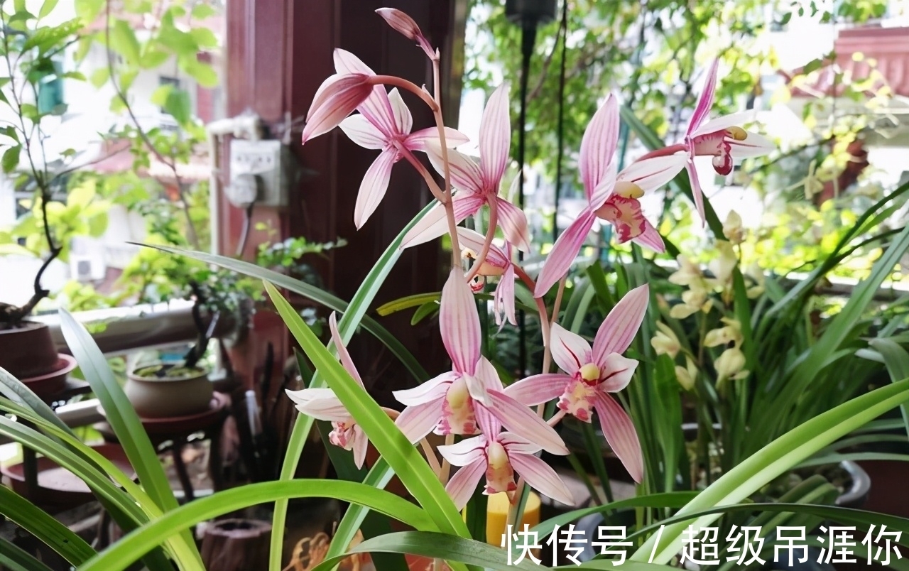 兰花|想让兰花早发芽,这“三位置”留点水,催出一圈苞,绽放层叠群兰