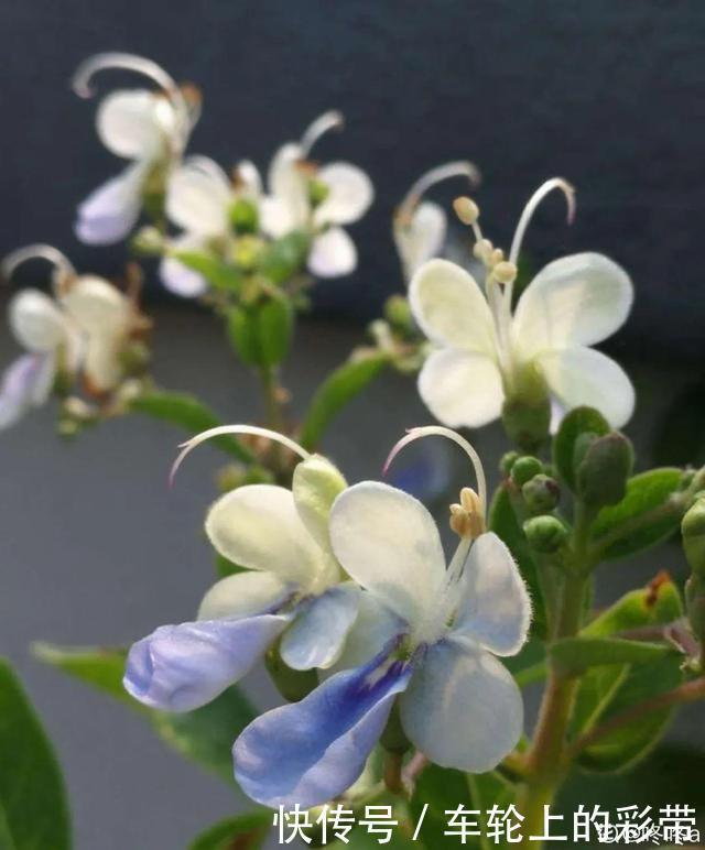 吊兰长满小金鱼,养上5年,越养越上瘾!