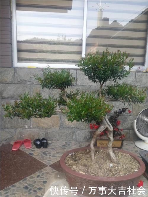 适应性|山上有什么植物适合用来做花卉盆景的吗?