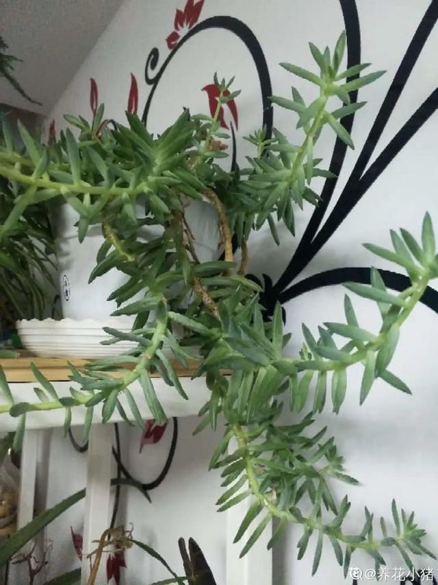 夏天养花,这个地方千万别摆,否则3天死翘翘