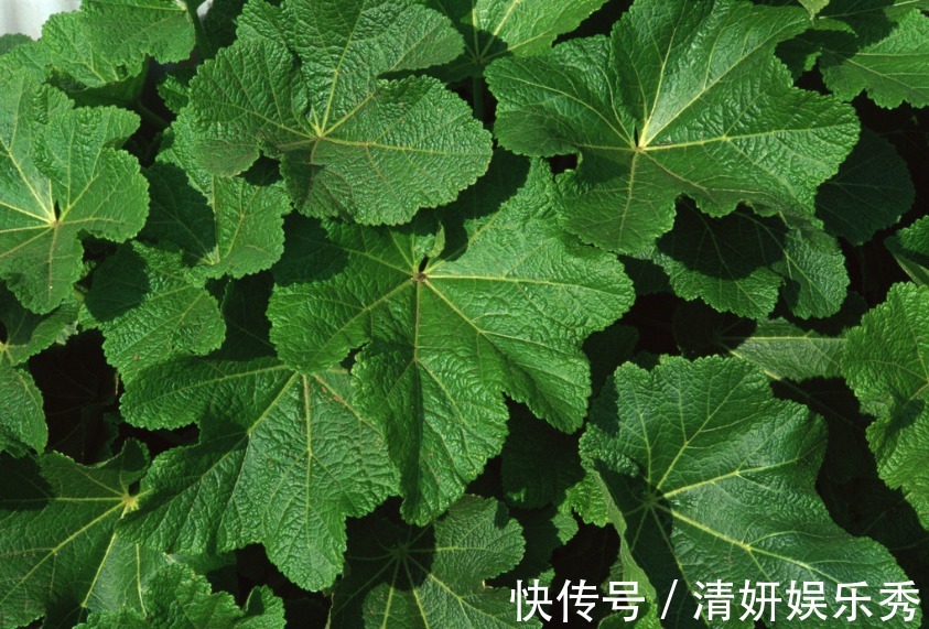 肺火|1片桑叶9味良药!老中医教你桑叶妙用,9大功效受用一生!