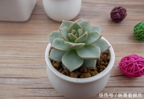 多肉|多肉到底多好扦插掉下来的叶片埋土里,自己又长一盆